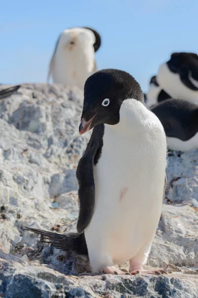Адели Пингвин Природе — стоковое фото