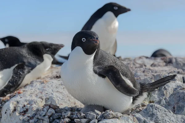 自然でアデリー ペンギン — ストック写真