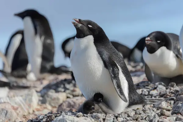 アデリー ペンギンのひよこの巣 — ストック写真