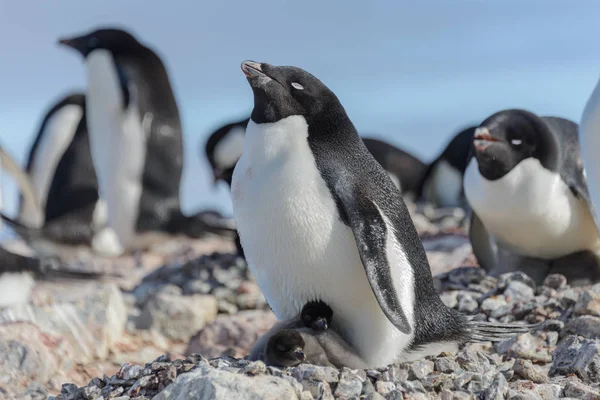 Pinguim Adelie Ninho Com Pinto — Fotografia de Stock