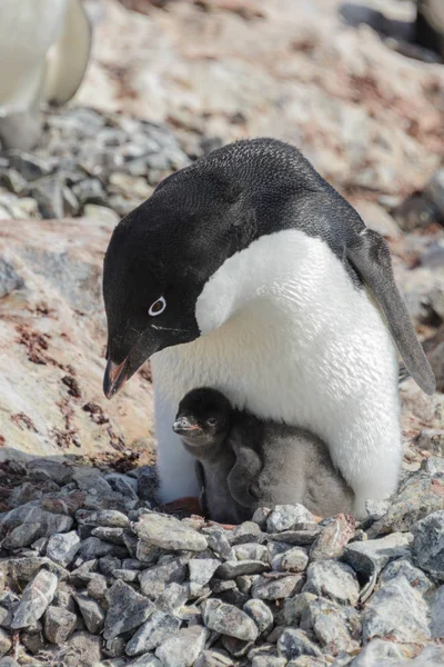 Adelie Penguen Yuva Piliç Ile — Stok fotoğraf