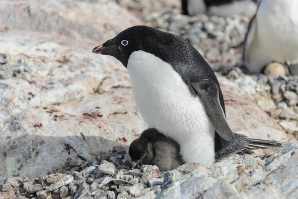 Пінгвін Аделі Гнізді Прохолодним Курча — стокове фото