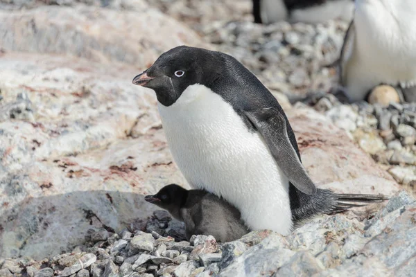 Adelie Pingouin Dans Nid Avec Poussin — Photo