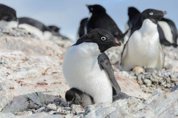 アデリー ペンギンのひよこの巣 — ストック写真