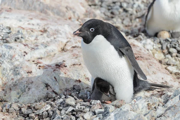 Adelie Pingouin Dans Nid Avec Poussin — Photo