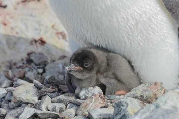 阿德利企鹅巢与小鸡 — 图库照片
