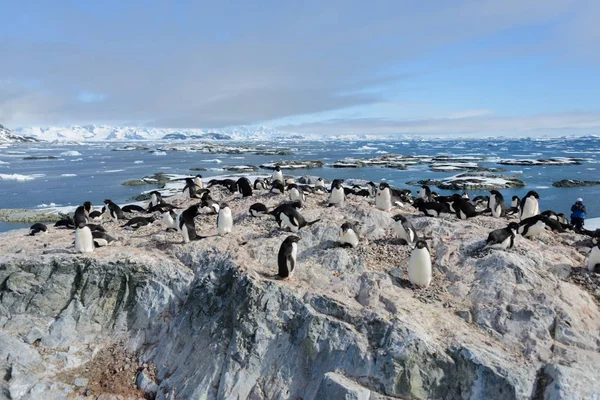 Pingüinos Adelie Playa —  Fotos de Stock