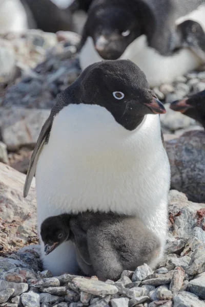 Pinguim Adelie Ninho Com Pinto — Fotografia de Stock