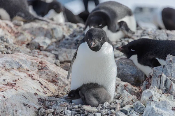 Pinguim Adelie Ninho Com Pinto — Fotografia de Stock