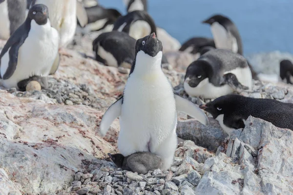 アデリー ペンギンのひよこの巣 — ストック写真