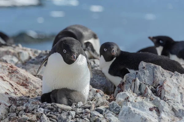 Adelie Pingvin Boet Med Chick — Stockfoto