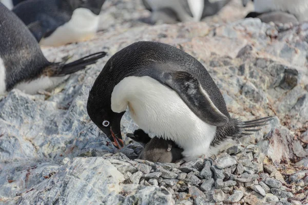 Adelie Penguen Yuva Piliç Ile — Stok fotoğraf