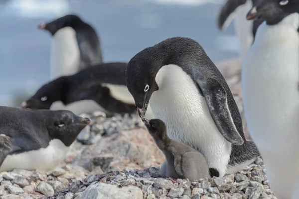 Pingüino Adelie Nido Con Polluelo — Foto de Stock