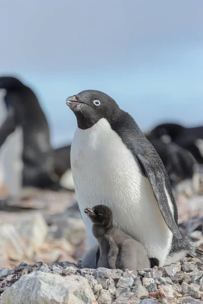 Pinguim Adelie Ninho Com Pinto — Fotografia de Stock