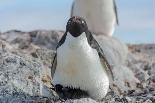 Pinguim Adelie Ninho Com Pinto — Fotografia de Stock