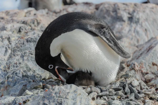 Pinguim Adelie Ninho Com Pinto — Fotografia de Stock