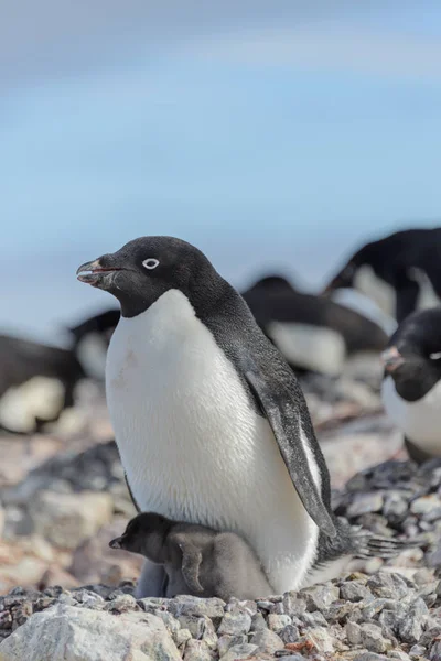 Pinguim Adelie Ninho Com Pinto — Fotografia de Stock