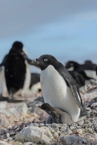 Adéliepinguïn Nest Met Kuiken — Stockfoto