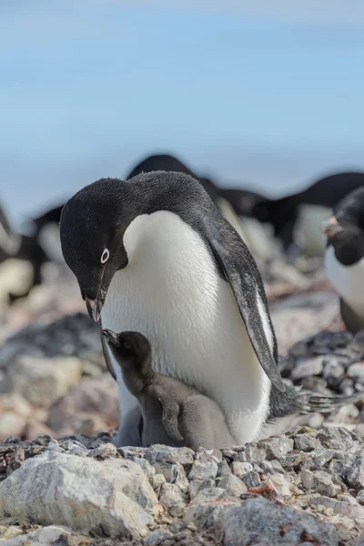 Адели Пингвин Гнезде Цыпочкой — стоковое фото