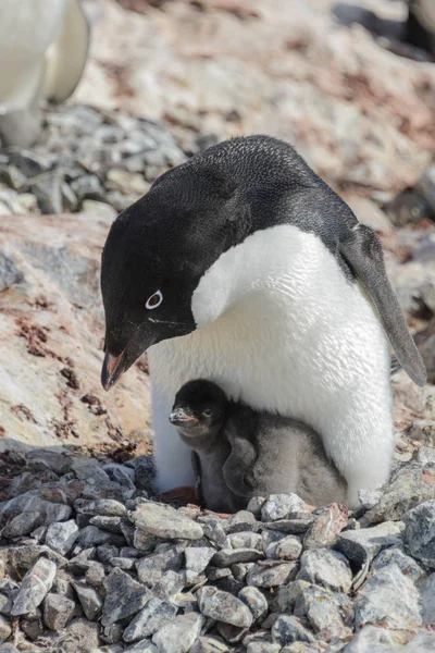 Adelie Penguin Nest Chick Royalty Free Stock Photos