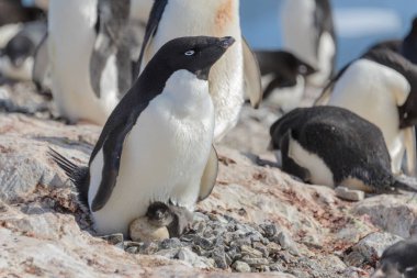 Adelie penguen yuva piliç ile