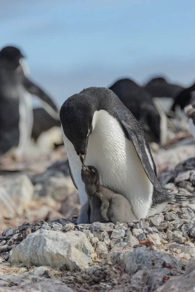 Adelie Penguen Yuva Piliç Ile — Stok fotoğraf