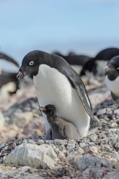 Adelie Penguen Yuva Piliç Ile — Stok fotoğraf