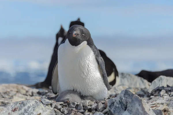 Pinguim Adelie Natureza — Fotografia de Stock