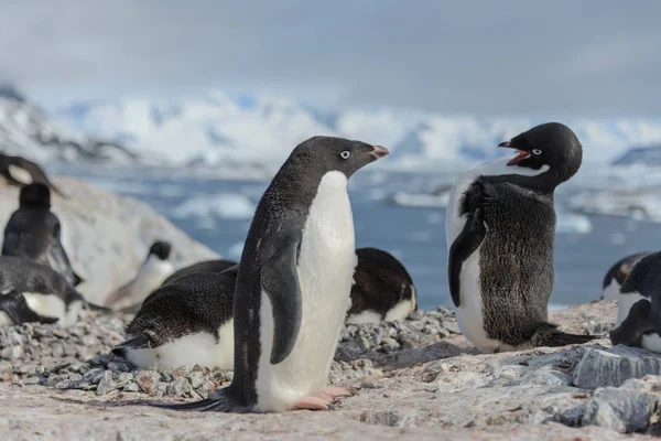 自然でアデリー ペンギン — ストック写真