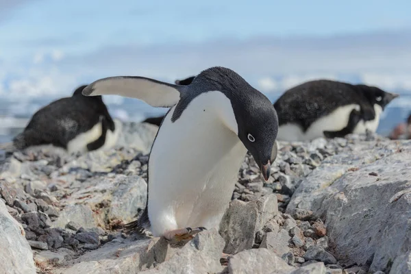 自然でアデリー ペンギン — ストック写真