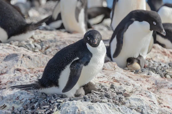 Adelie Pingvin Boet Med Chick — Stockfoto