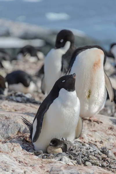 Пінгвін Аделі Гнізді Прохолодним Курча — стокове фото