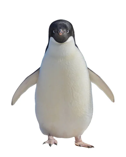 Adelie Penguin Isoliert Auf Weißem Hintergrund — Stockfoto