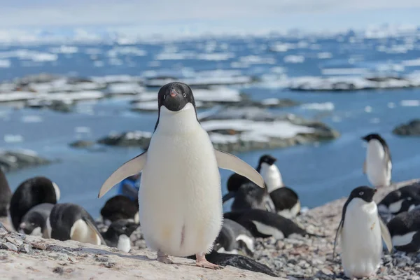 Doğa Adelie Penguen — Stok fotoğraf