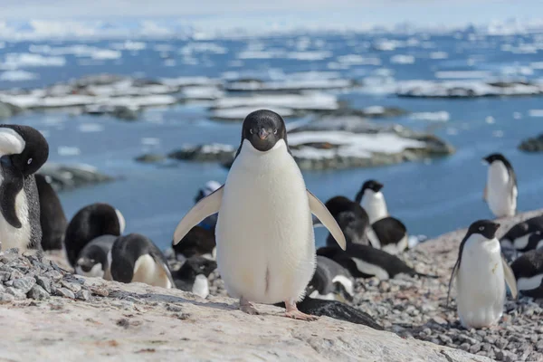 Адели Пингвин Природе — стоковое фото