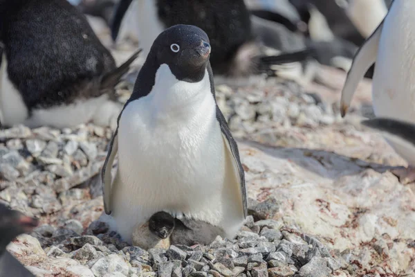 Adelie Pingvin Boet Med Chick — Stockfoto