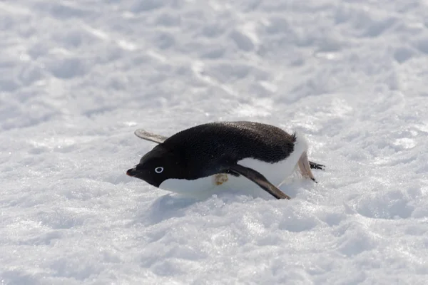 Адели Пингвин Ползает Снегу — стоковое фото