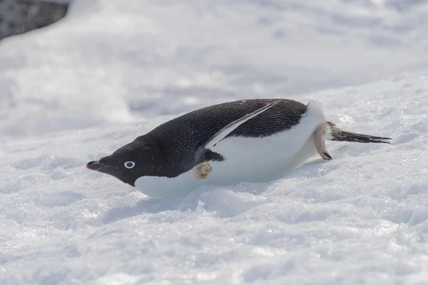 Pinguim Adelie Rastejando Neve — Fotografia de Stock