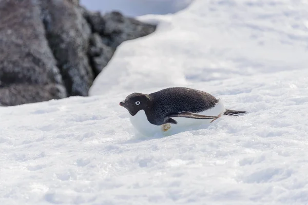 Pingüino Adelie Arrastrándose Sobre Nieve — Foto de Stock
