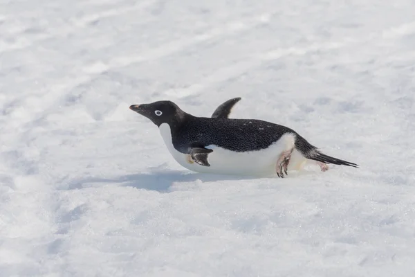 雪の上に忍び寄るアデリー ペンギン — ストック写真