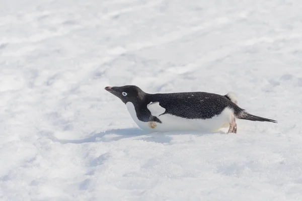 Pingüino Adelie Arrastrándose Sobre Nieve — Foto de Stock