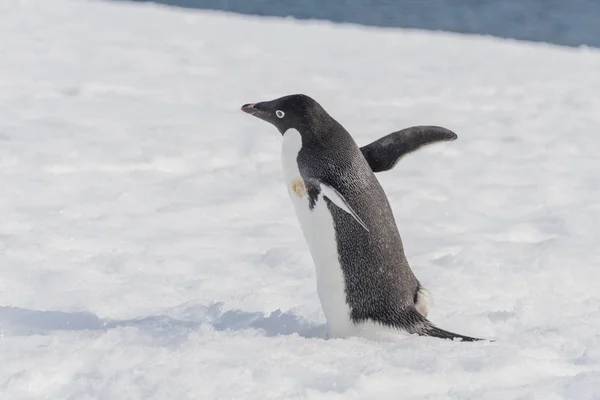 Adelie Pinguino Corso Sulla Neve — Foto Stock