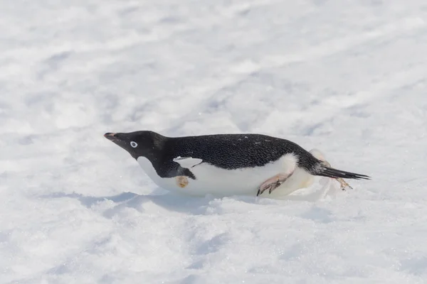 Pinguim Adelie Rastejando Neve — Fotografia de Stock