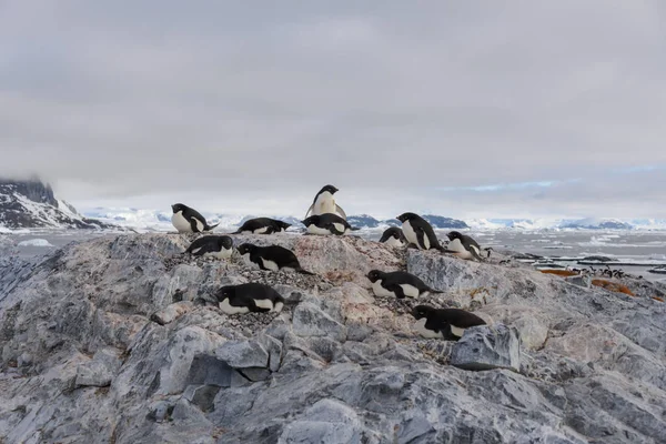 Пингвины Адели Пляже — стоковое фото