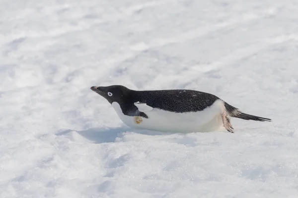 Adelie Penguin Creeping Snow Stock Photo