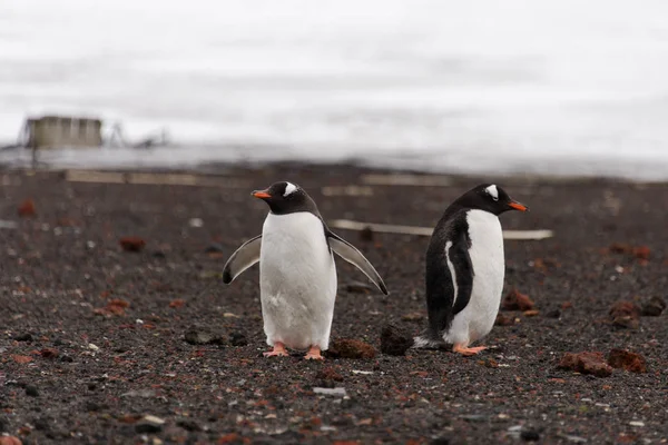 Kaksi Gentoo Pingviinit Luonnossa — kuvapankkivalokuva