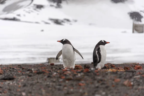 Два Дженто Пінгвіни Природі — стокове фото