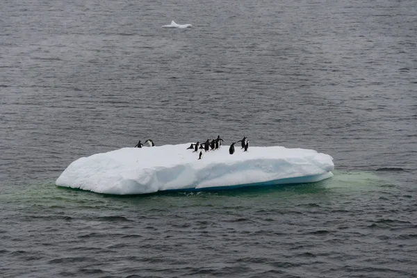 Pingüinos Hielo Mar — Foto de Stock