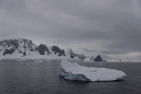 Penguins Iceberg Sea — Stock Photo, Image