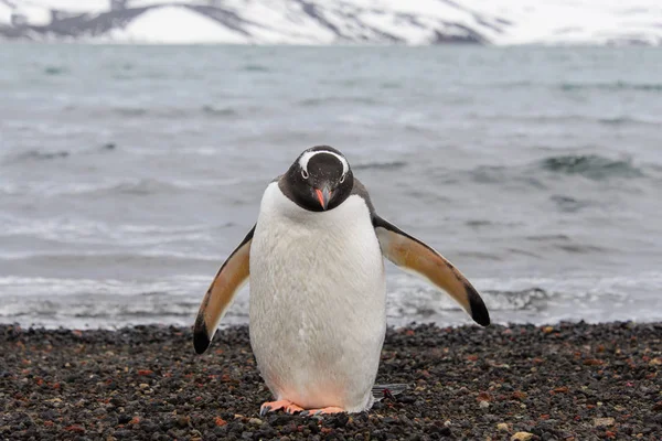 Gentoo Pingouin Sur Plage — Photo